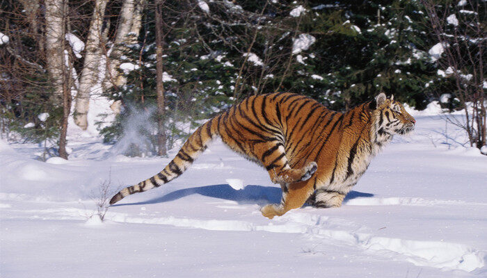 老虎被叫做什么之王 老虎的别称是什么王