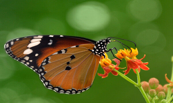 蝴蝶是如何形成的 蝴蝶是由啥变成的