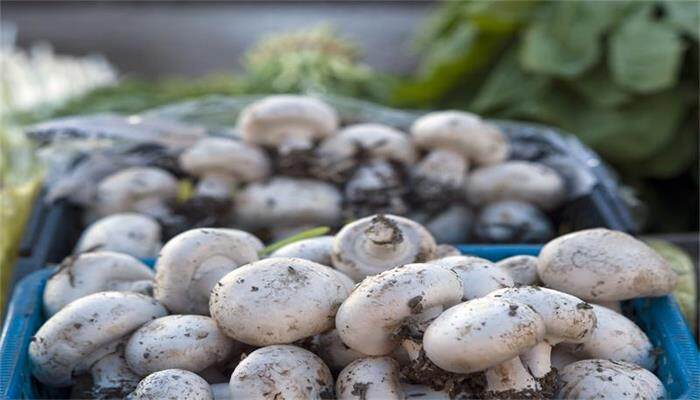 口蘑是白蘑菇的另一个称呼吗 白蘑菇跟口蘑有什么区别