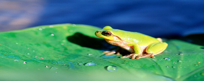 图片[1]-青蛙叫是在什么季节 青蛙叫是哪个季节-时尚资讯