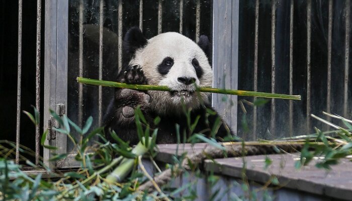 熊猫属于国家几级保护动物 熊猫属于我国几级保护动物