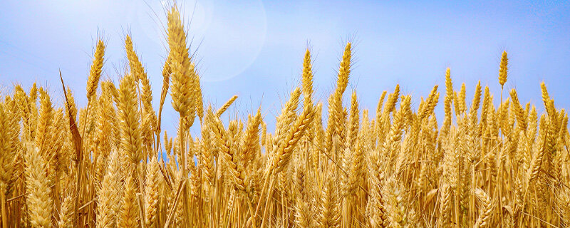 小麦属于粗粮还是细粮 麦米是粗粮还是细粮