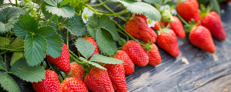 草莓原产地是在哪里 草莓原产地在哪个国家
