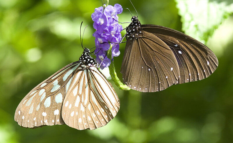 蝴蝶是如何形成的 蝴蝶是由啥变成的