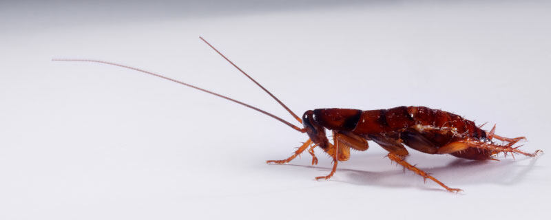 蟑螂有几条腿 蟑螂有几对翅膀
