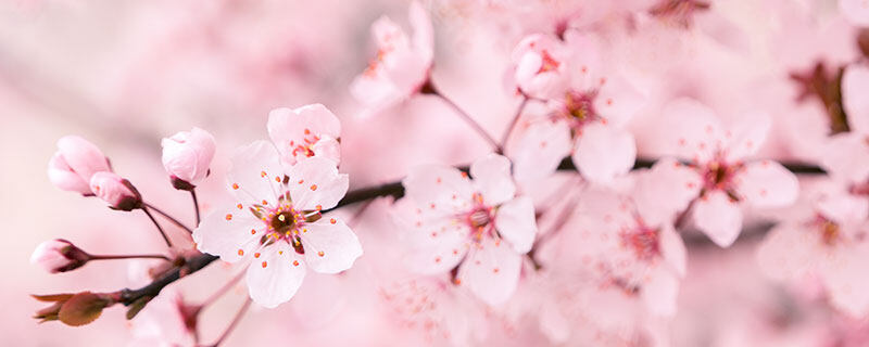 樱花和李子花的区别是什么 李子树的花和樱花的区别