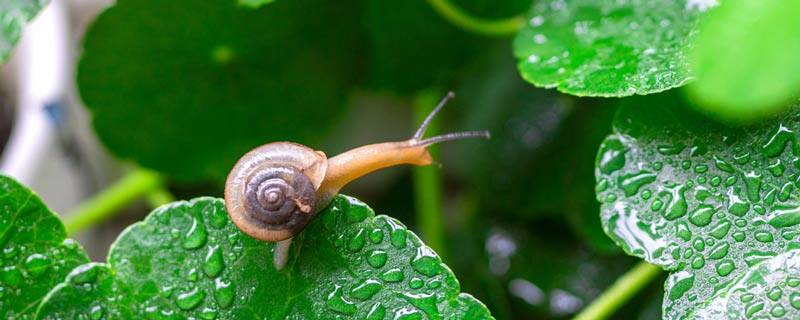 蜗牛在中国的寓意 蜗牛的寓意和象征