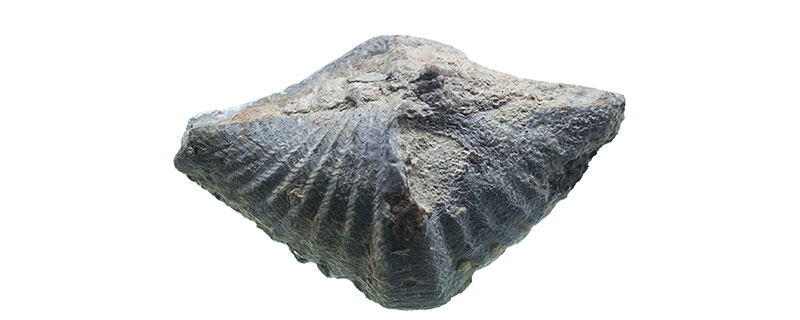 化石是怎样形成的 化石是怎样形成的又是怎样被发现的