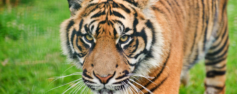 老虎属于猫科还是犬科 为什么老虎是猫科而不是猫是虎科