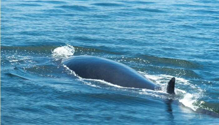 鯨魚屬于兩棲動物嗎 鯨魚是兩棲動物還是哺乳動物