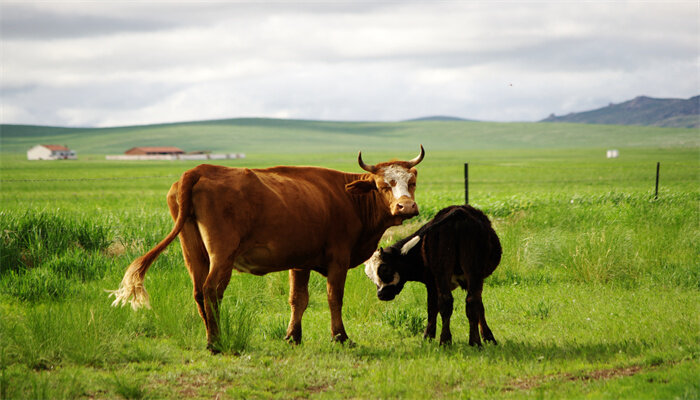牛是不是杂食动物 牛是食草动物还是杂食性动物