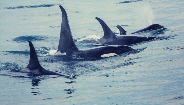 鯨魚屬于國家幾級保護動物 藍鯨屬于國家幾級保護動物