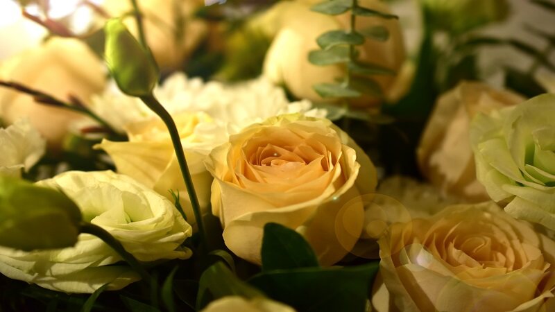 黄玫瑰的花语是什么 康乃馨和黄玫瑰的花语是什么