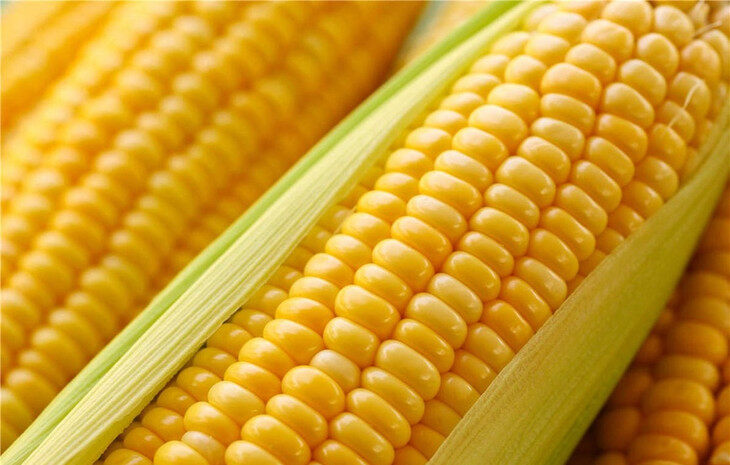 玉米是不是主食 玉米也是主食吗