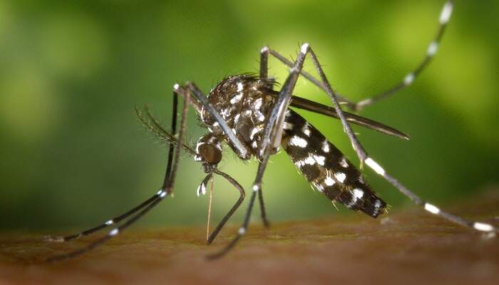 蚊子主要是怕冷还是怕热 蚊虫怕冷还是怕热