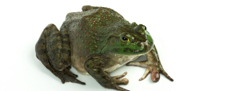 牛蛙是不是田鸡 田鸡就是牛蛙吗