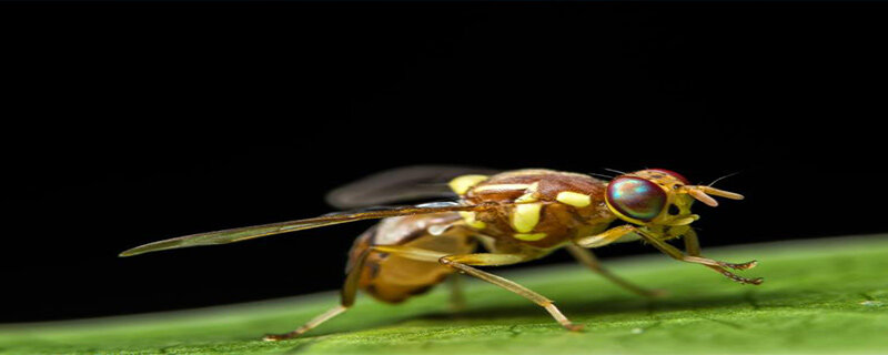 果蝇的天敌是什么动物 果蝇是动物吗