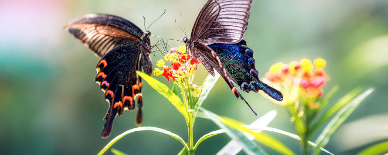 蝴蝶的天敌有谁 蝴蝶的天敌是谁呢是螳螂