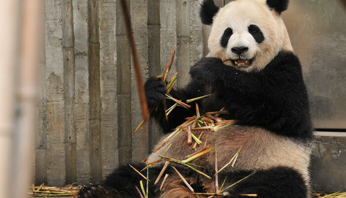 大熊猫的栖息地是哪里 大熊猫主要的栖息地在哪里