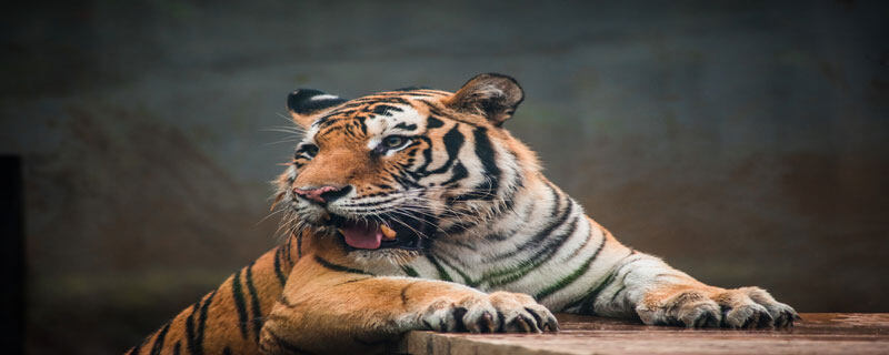 老虎的雅称和别称有哪些 老虎的别称和美名