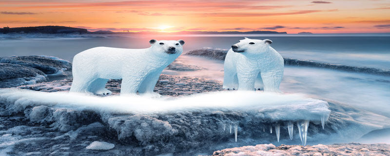 北极熊属于几级保护动物 北极熊是几级保护