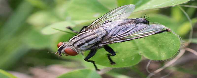 苍蝇的生活习性是什么 苍蝇的生活特点是什么