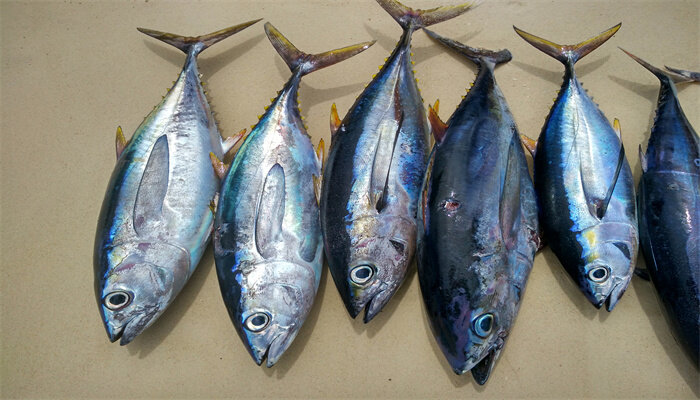 大目金枪鱼和金枪鱼区别有哪些 大目金枪鱼和小目金枪鱼的区别