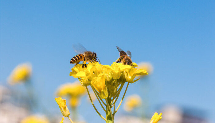蜜蜂的习性有哪些