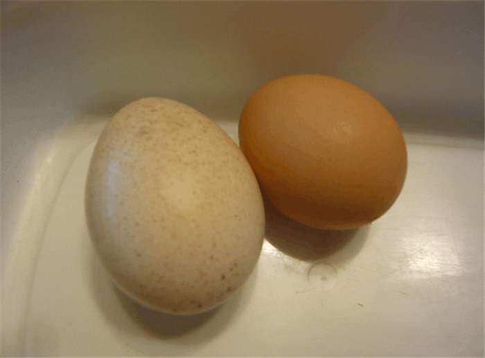 火鸡蛋和鸡蛋的区别有哪些 火鸡蛋有什么特别吗