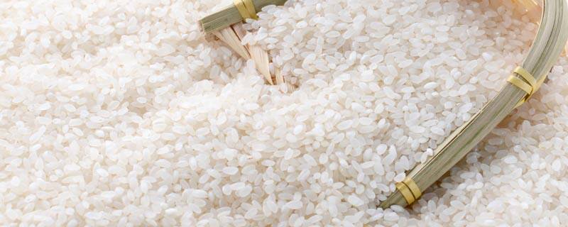 米的寓意和象征是什么 米象征着什么