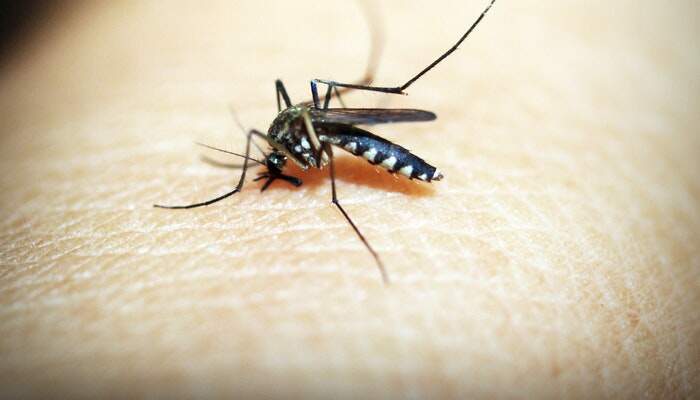 蚊子主要是怕冷还是怕热 蚊虫怕冷还是怕热
