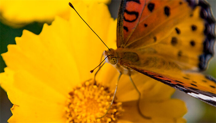 枯叶蝶是属于几级保护动物 为什么枯叶蝶被列入国家保护动物之列