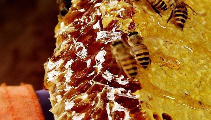 野生蜂蜜和家养蜂蜜的区别有哪些 野生蜂蜜和家养蜂蜜哪个好