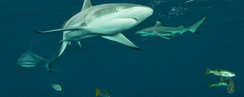 鲨鱼的天敌有哪些 鲨鱼的天敌是什么海洋动物