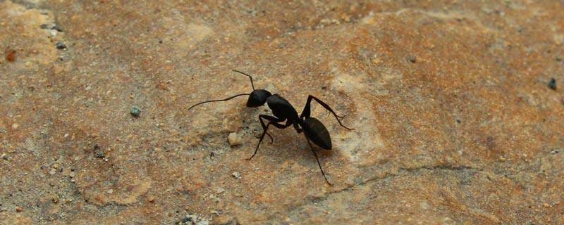 蚂蚁卵多久能孵化 蚂蚁的卵多长时间孵出来