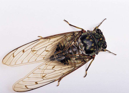 世界上寿命最长的昆虫