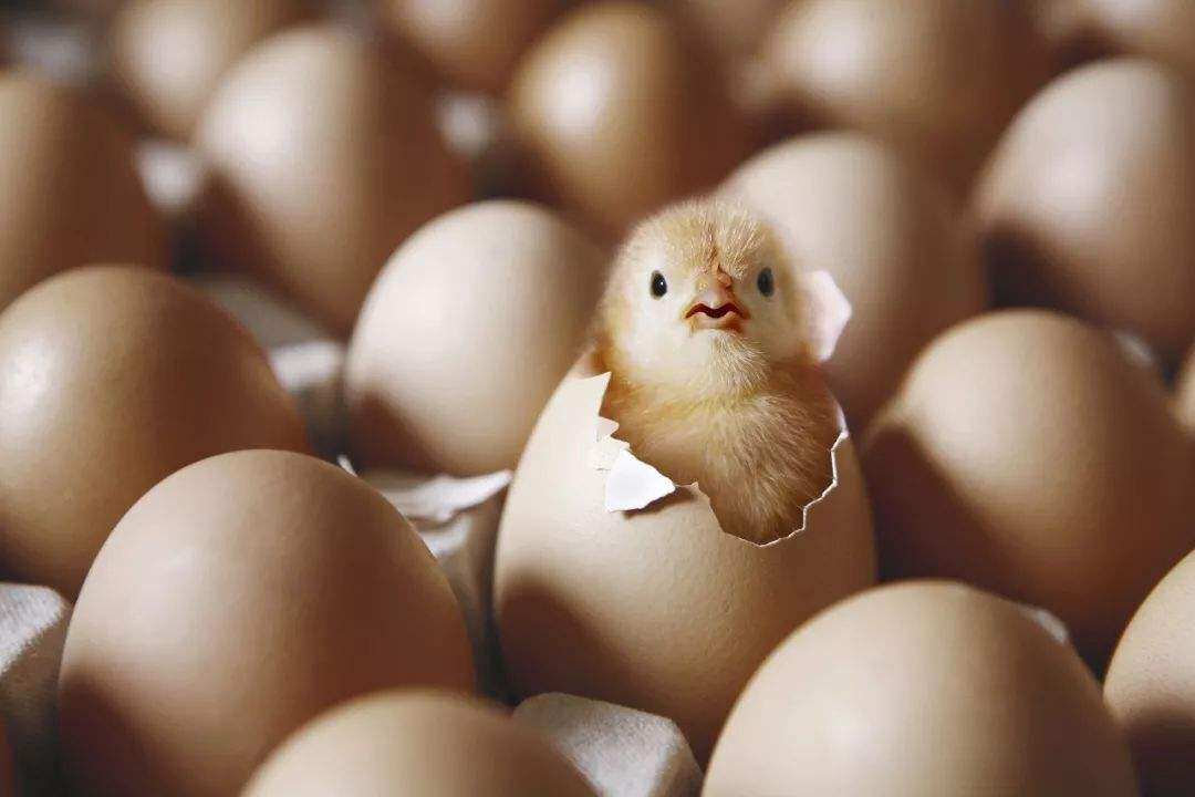 所有鸡蛋都受精了吗？敲开鸡蛋会吃到小鸡仔吗