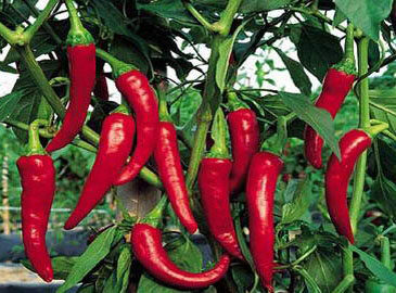 世界上最辣的辣椒是什么