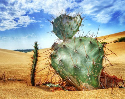 沙漠中的仙人掌依靠什么贮存水分