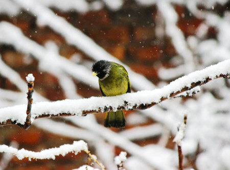 鸟类为什么要冬眠 鸟类冬眠之谜