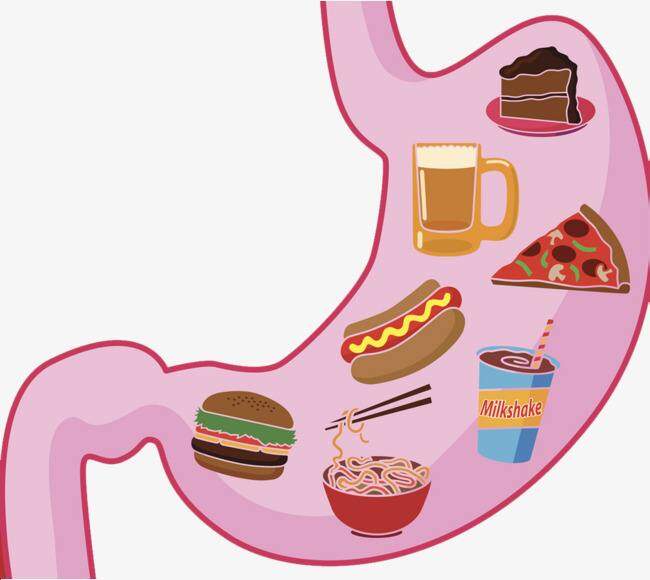 胃是越撑越大、越饿越小吗