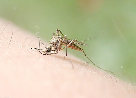为什么蚊子包越抓越痒