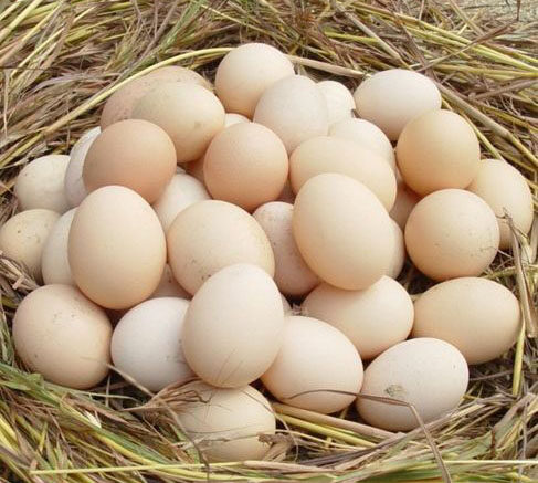 白皮鸡蛋和红皮鸡蛋哪个更有营养