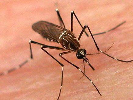 蚊子吸血能把人吸死吗