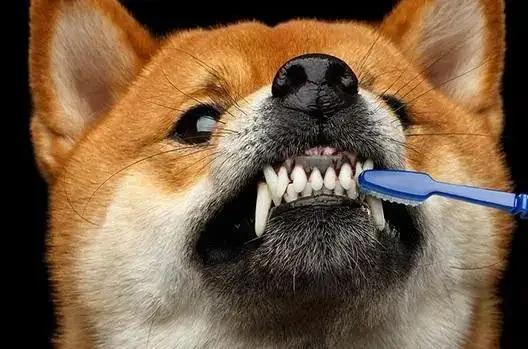 为什么动物不需要刷牙