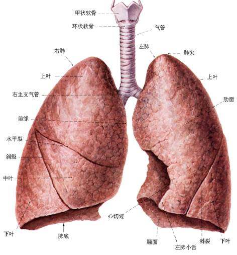 人的右肺比左肺大