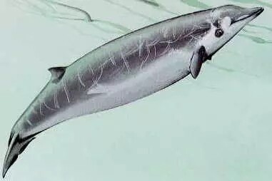 柯氏喙鲸：潜水最深的哺乳动物 可达近3000米