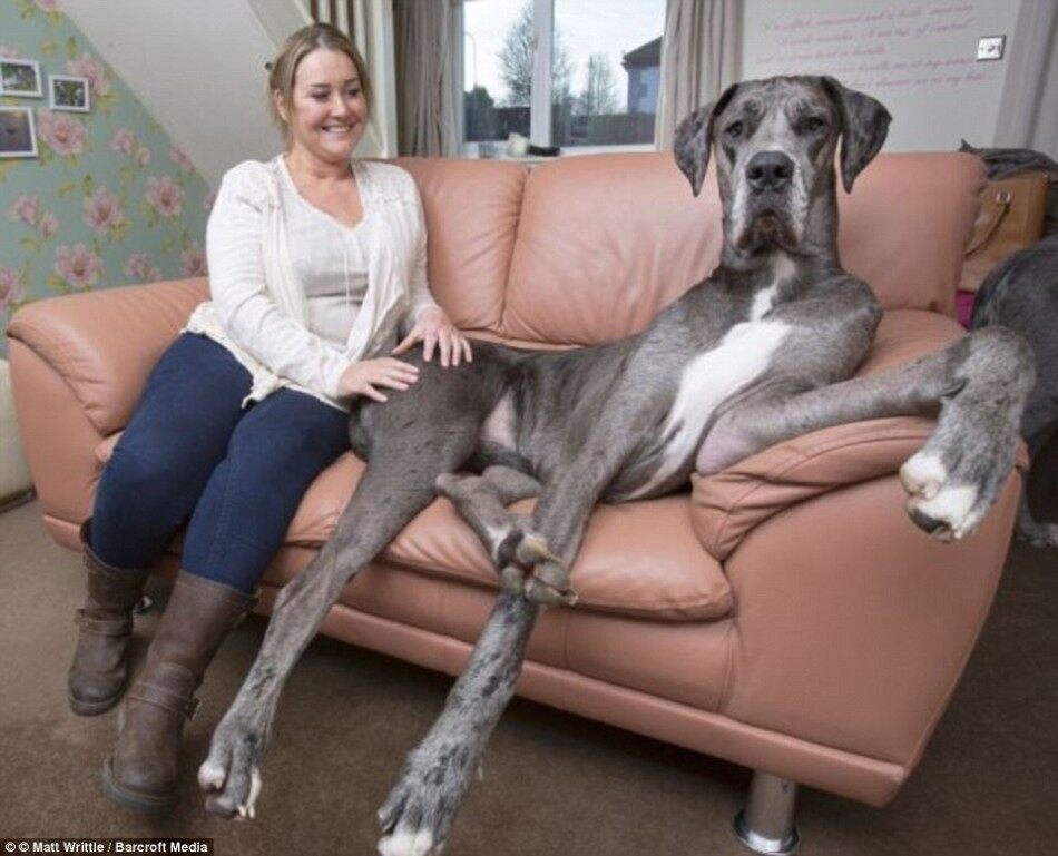 世界上最大的狗—站起来高2.3米