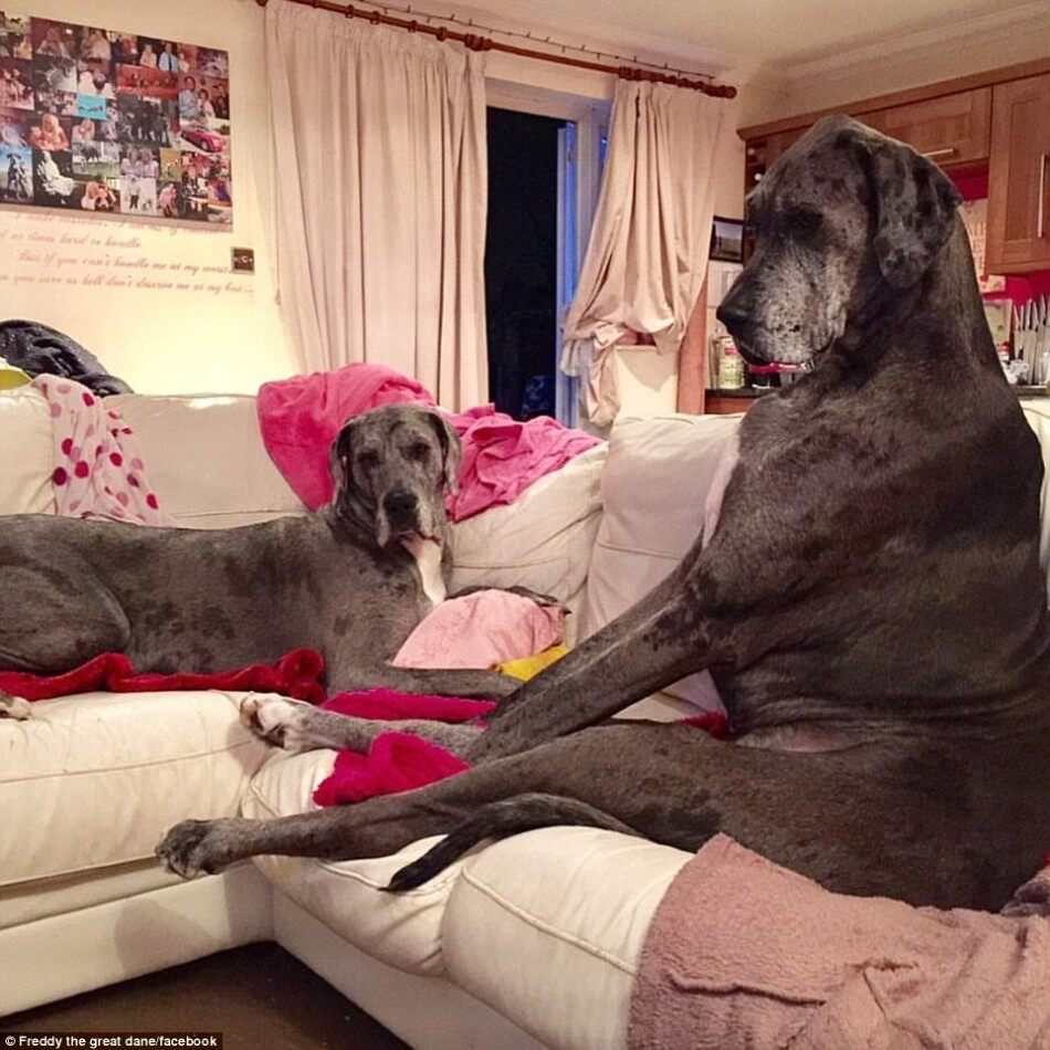 世界上最大的狗—站起来高2.3米
