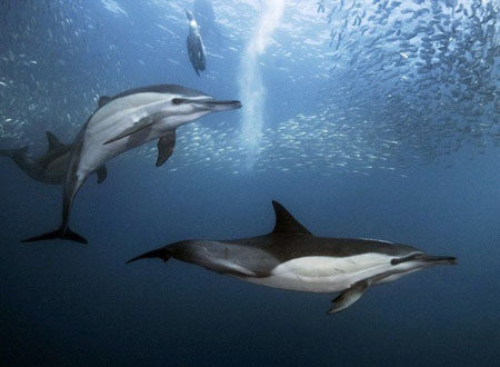 鲨鱼竟然也怕海豚
